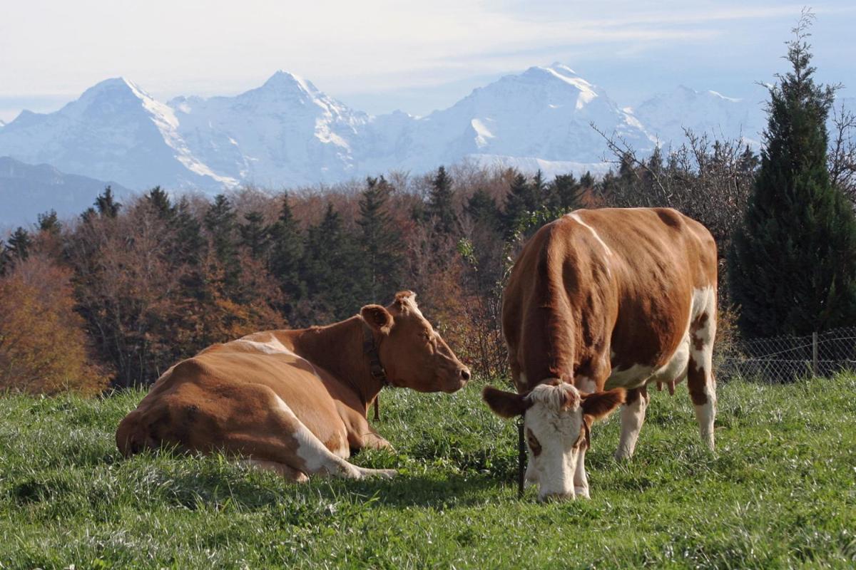 Mountain Home - Ein Aufenthalt Mit Weitblick Niedermuhlern Екстер'єр фото